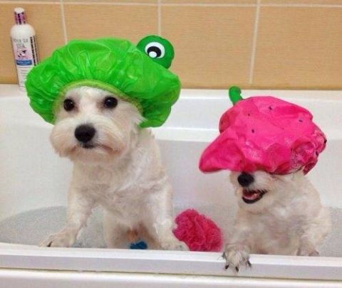 &Eta; &Kappa;&upsilon;&rho;ί&alpha; &Lambda;&iota;&lambda;ή &pi;ή&rho;&epsilon; &sigma;&kappa;&upsilon;&lambda;ί (1)