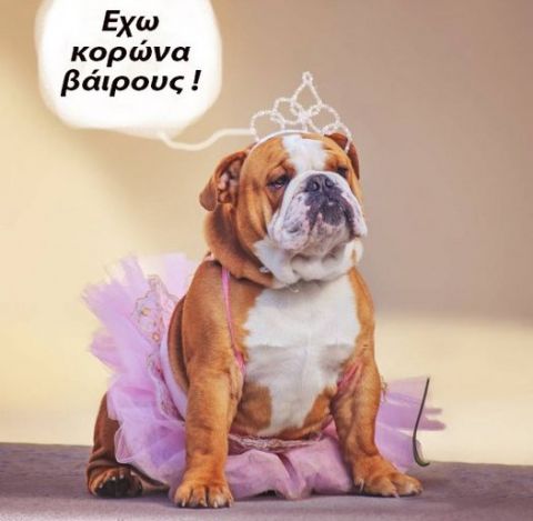 &Kappa;&alpha;&iota; &tau;&alpha; &sigma;&kappa;&upsilon;&lambda;&iota;ά έ&chi;&omicron;&upsilon;&nu; &kappa;&omicron;&rho;&omega;&nu;&omicron;ϊό !