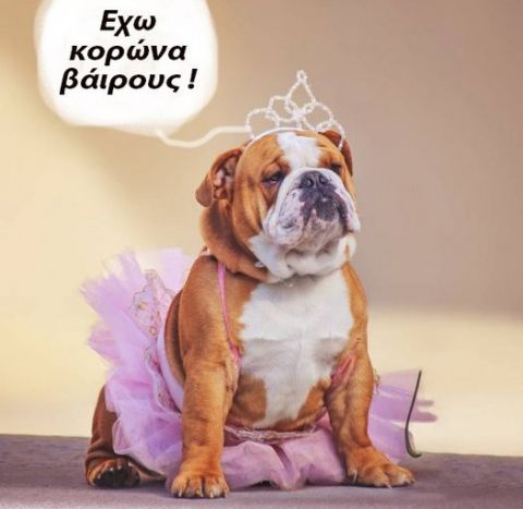 &Kappa;&alpha;&iota; &omicron;&iota; &sigma;&kappa;ύ&lambda;&omicron;&iota; έ&chi;&omicron;&upsilon;&nu; &kappa;&omicron;&rho;&omega;&nu;&omicron;ϊό !