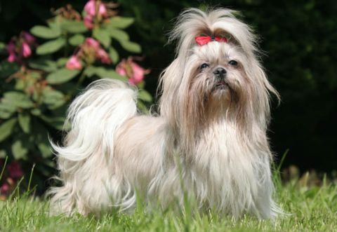 &Eta; &Kappa;&upsilon;&rho;ί&alpha; &Lambda;&iota;&lambda;ή &pi;ή&rho;&epsilon; &sigma;&kappa;&upsilon;&lambda;ί (3)